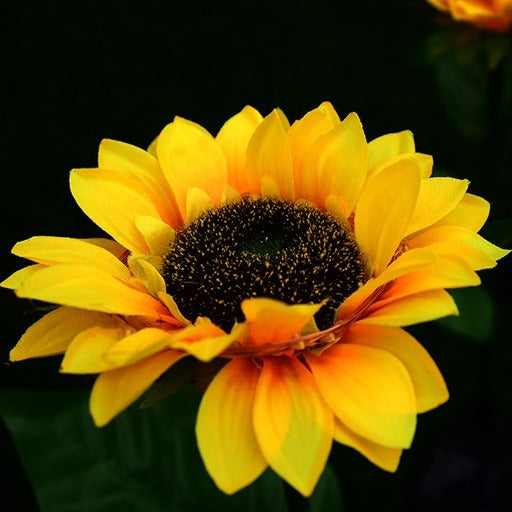 Single sunflower solar garden light head in daylight
